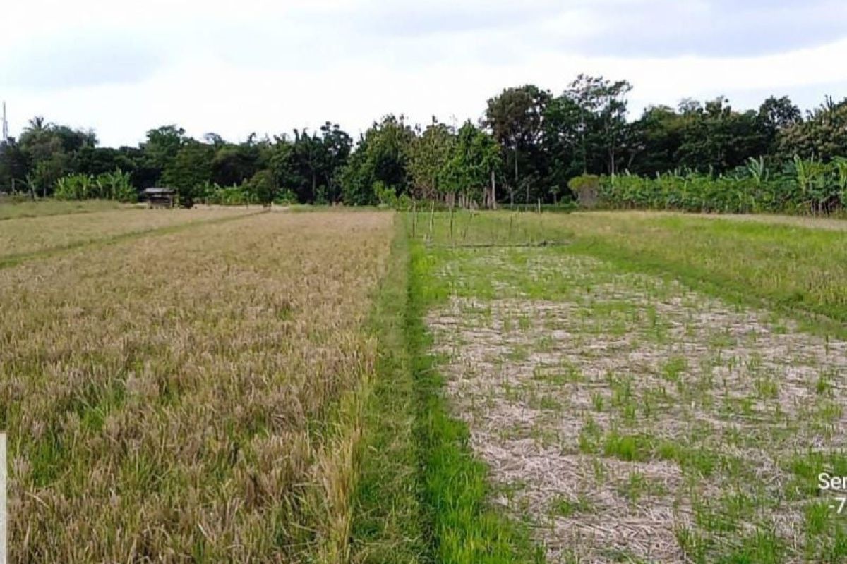 544 hektare lahan pertanian di Sleman terdampak penutupan Selokan Mataram