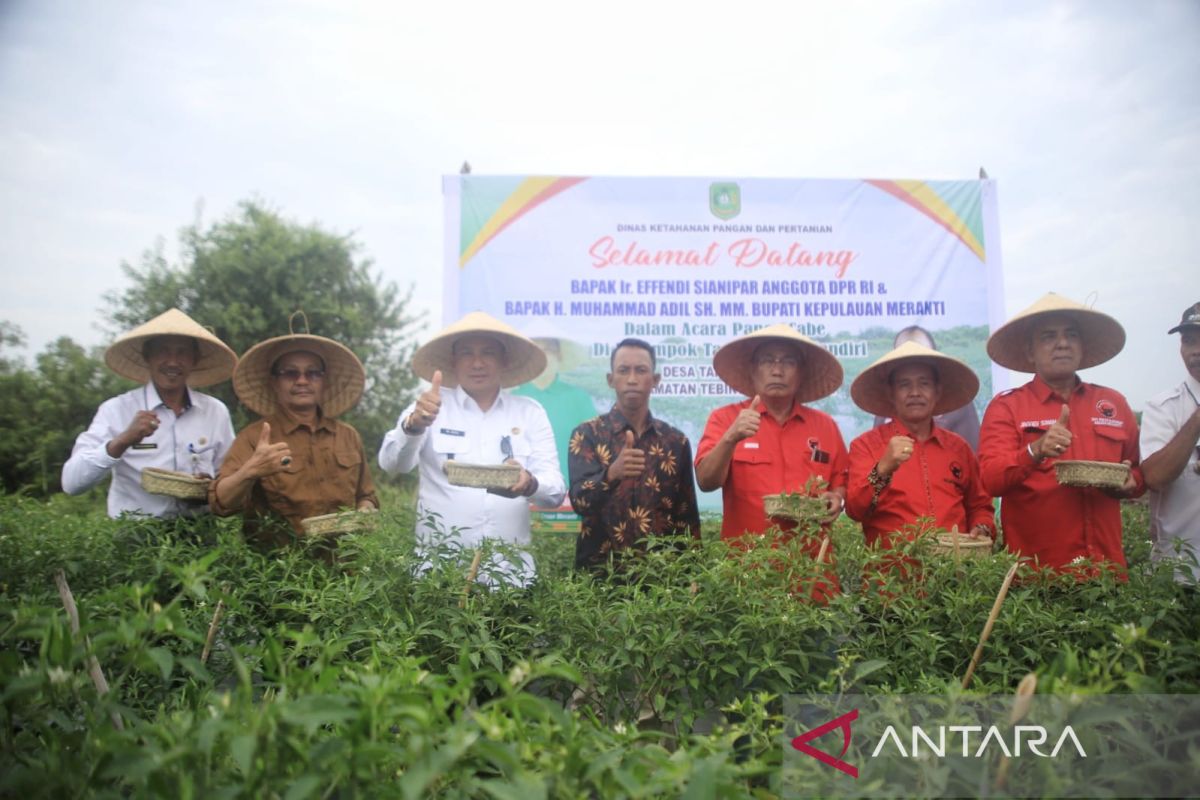 Bupati Adil dan anggota DPR RI panen raya cabai, petani minta keluhannya diperjuangkan