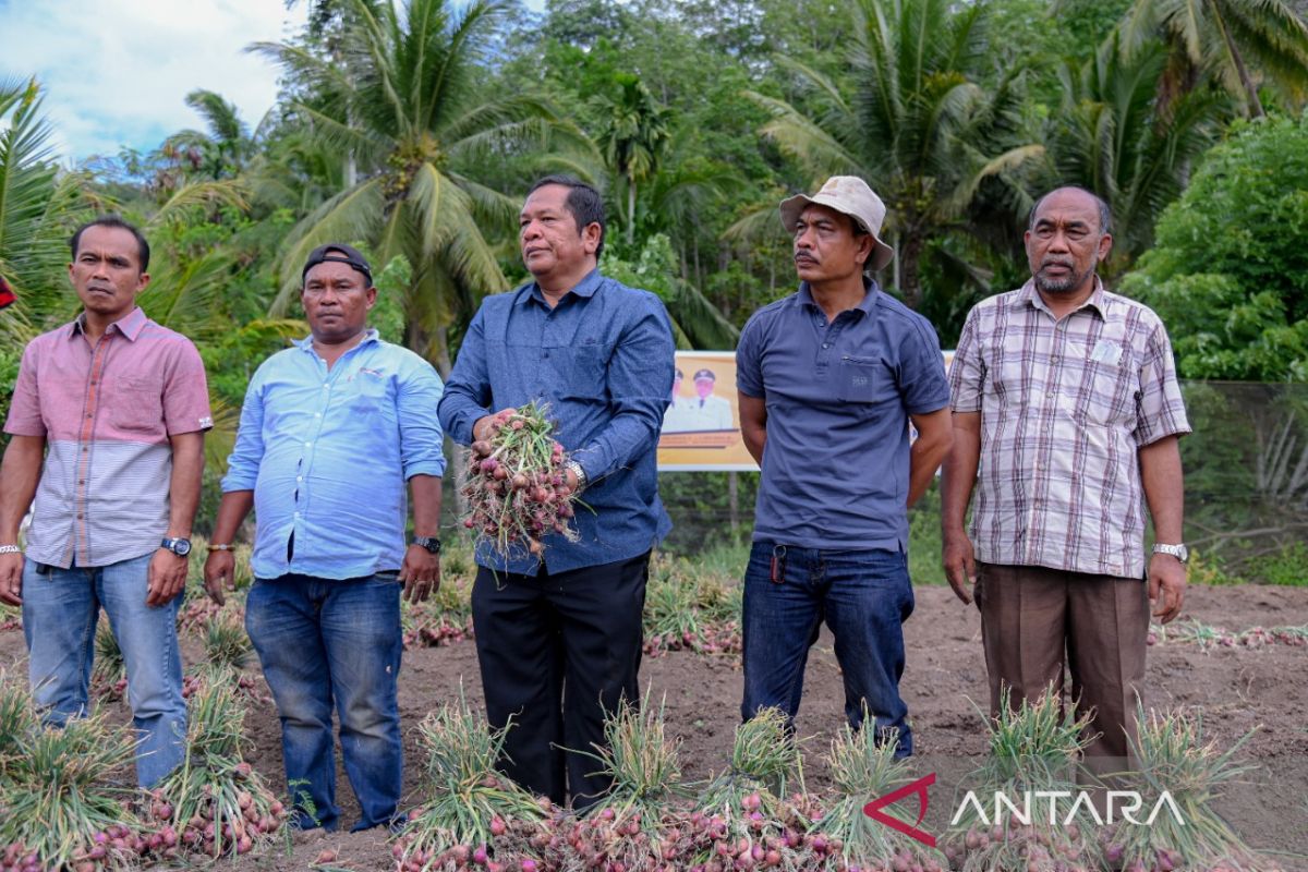 Wali Kota Padang Sidempuan targetkan panen bawang merah semakin baik