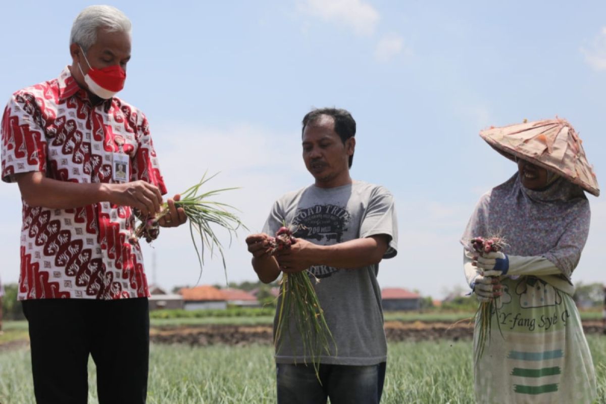 Tingkatkan produktivitas bawang merah Jateng, Ganjar dorong pemulihan lahan