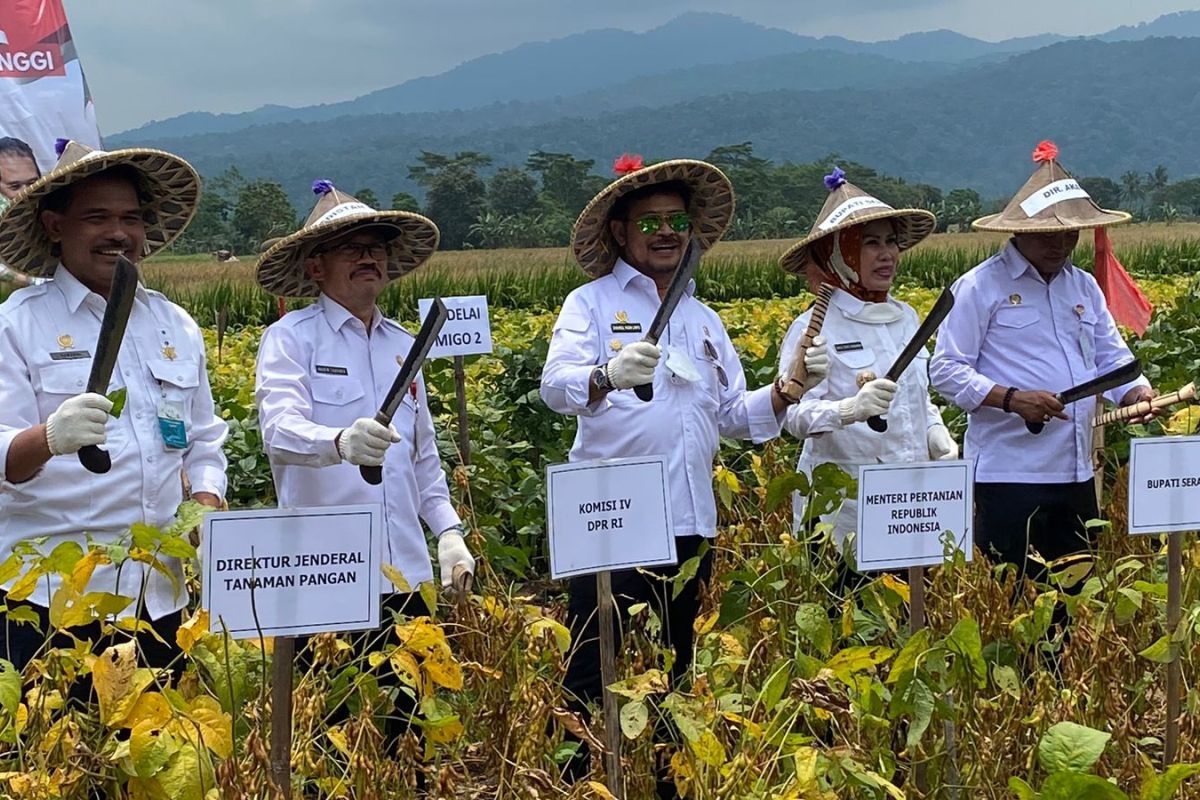 Serang must develop high-yielding soybean seeds: minister