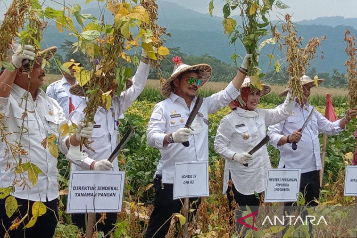 Kementan lakukan gerakan panen kedelai gunakan metode bioteknologi Migo