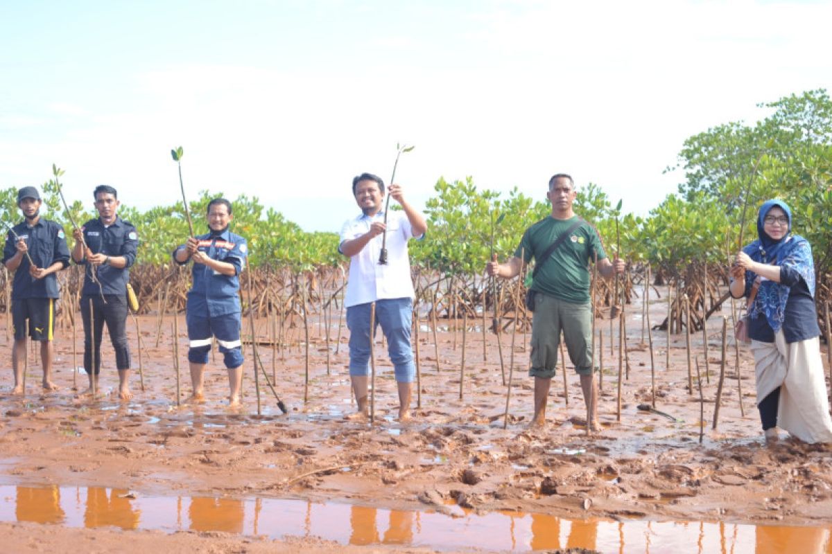 Antam-USN tanam mangrove dan transplantasi terumbu karang