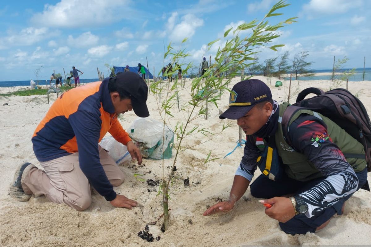 Jaga kelestarian Pulau Penanas, PT Timah Tbk berkolaborasi dengan Dinas Lingkungan Hidup Belitung Timur tanam cemara laut dan bambu