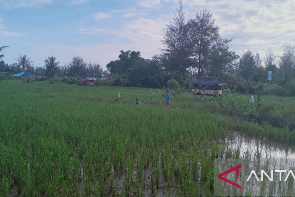 Pemprov Bengkulu ingin adanya penambahan tenaga penyuluh pertanian