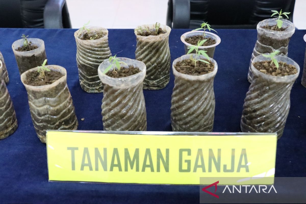 Polres Bogor tangkap pemuda tanam ganja di Caringin