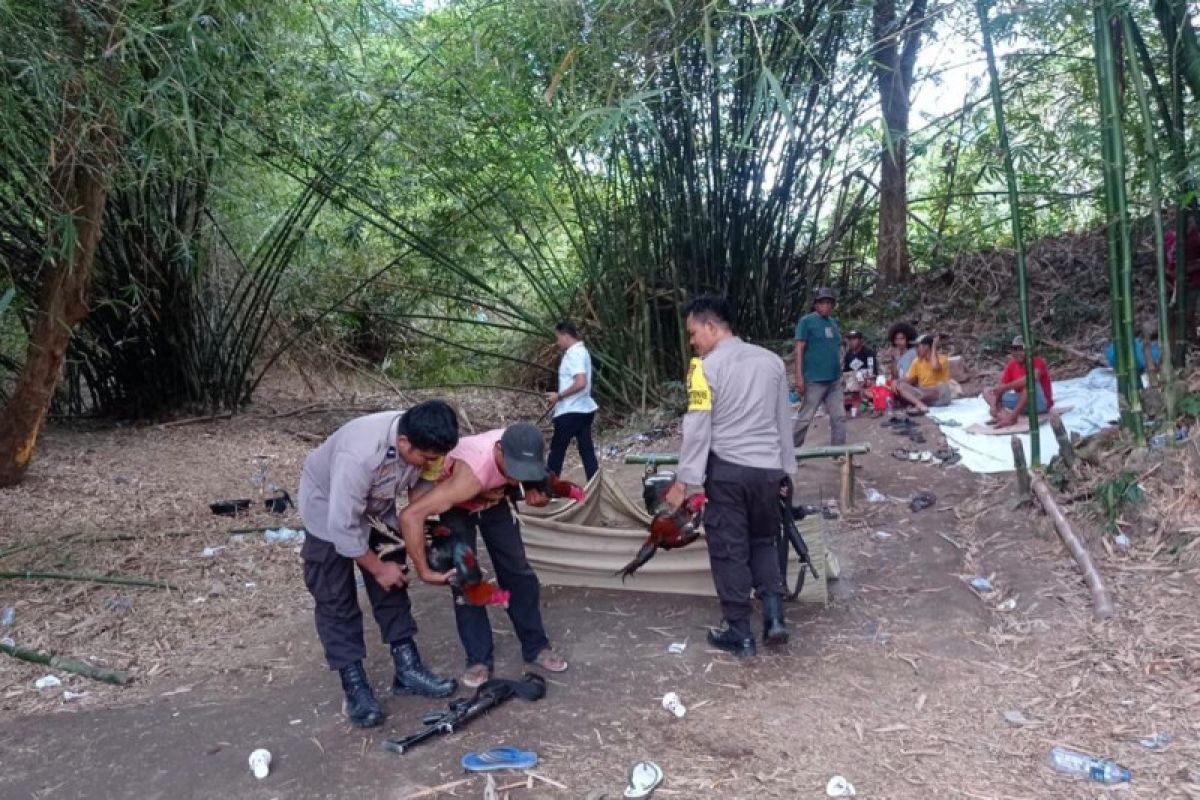 Masyarakat resah, Timsus Polsek Dompu gerebek judi sabung ayam