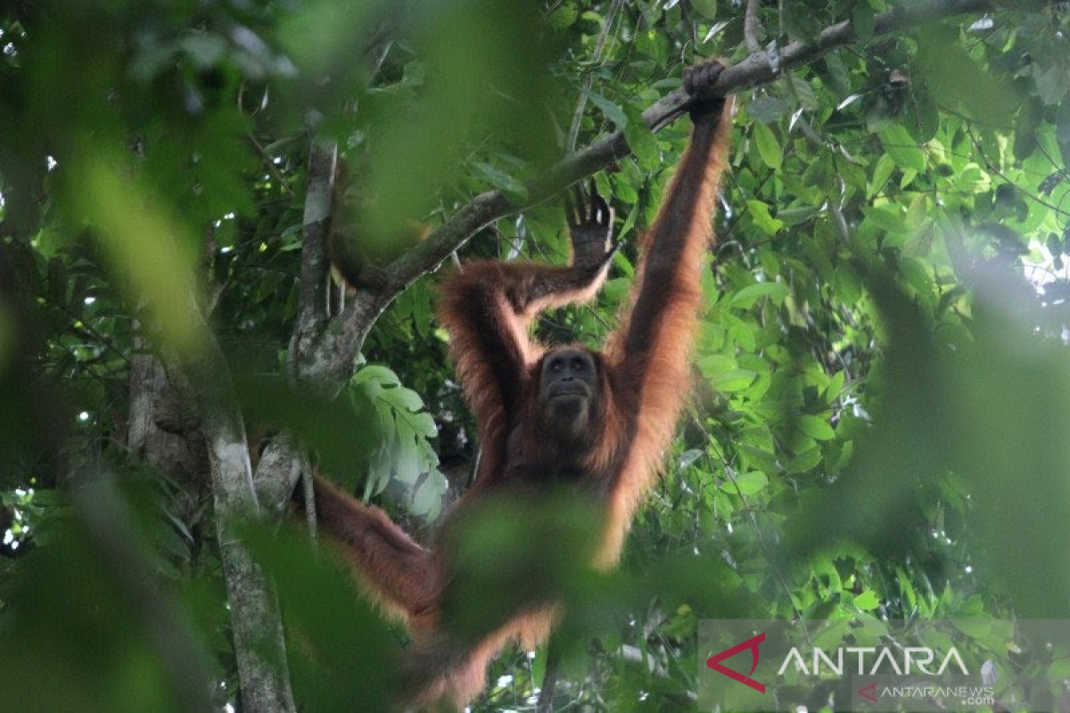 Menteri KLHK sebut Gunung Lauser jadi habitat empat satwa langka