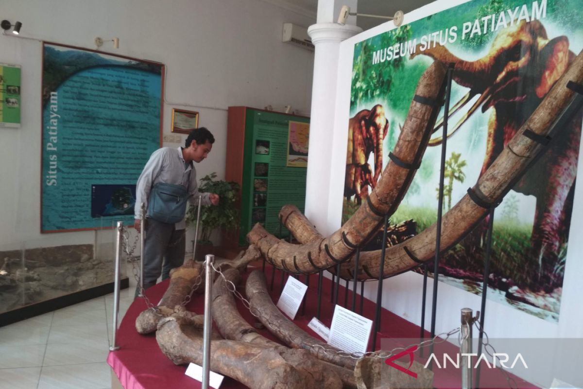 Ruang pamer fosil purba di Museum Patiayam Kudus diperluas