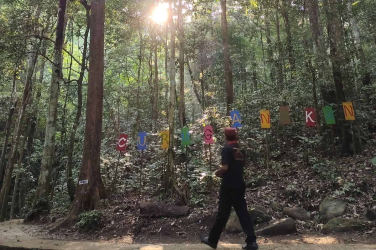 Lampung lakukan rehabilitasi hutan dukung penyerapan bersih karbon