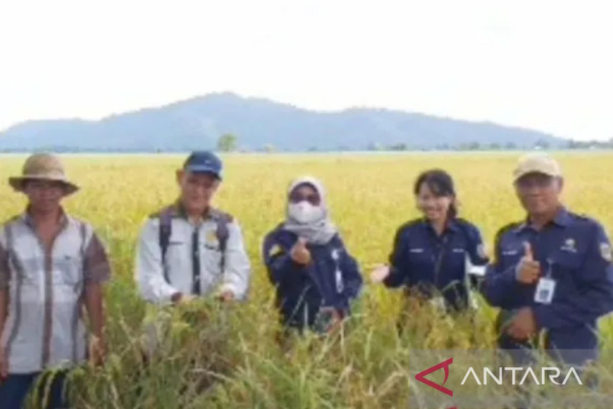 BPTPH Kalsel: seribuan hektare lahan padi diserang tungro dapat panen