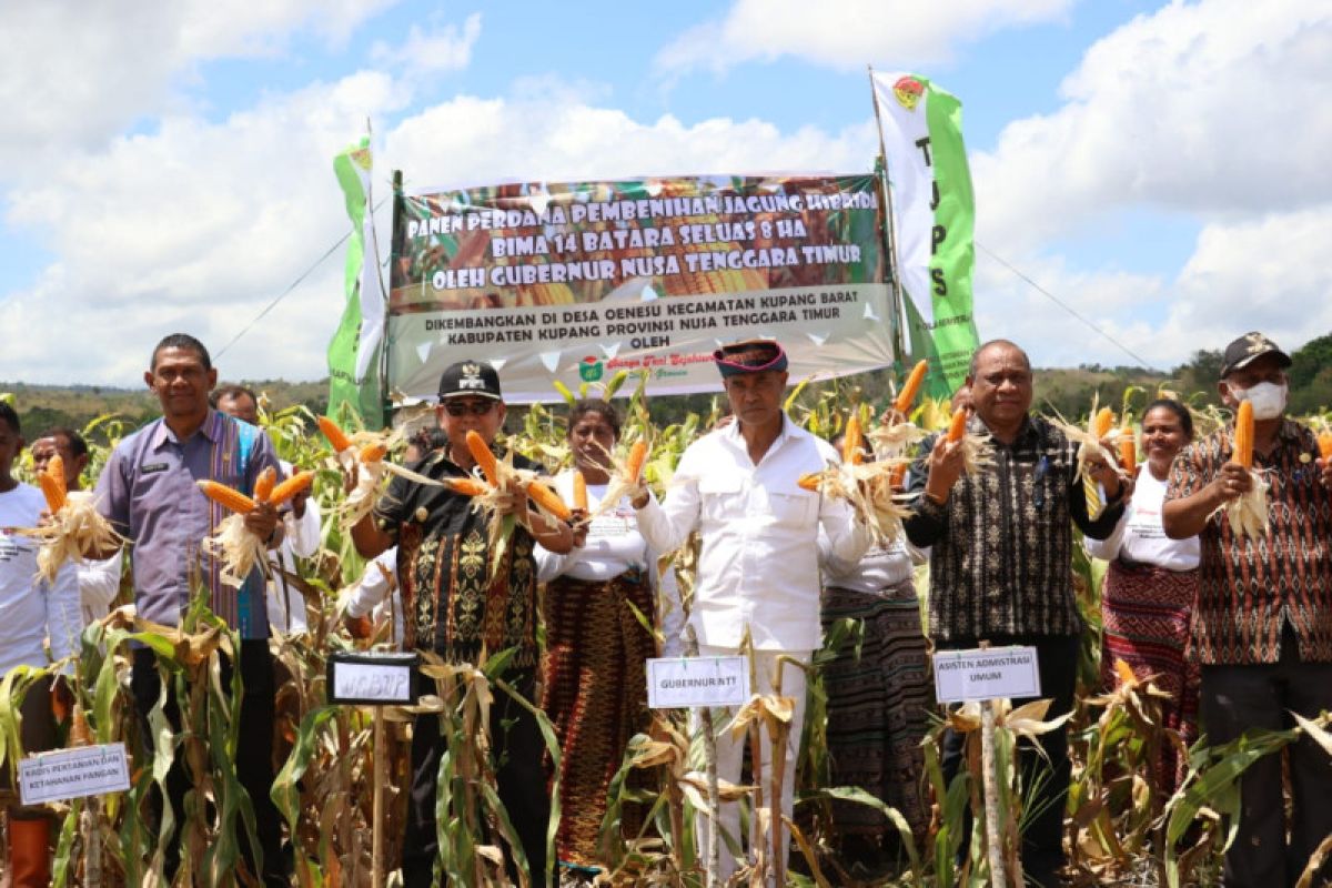 Kabupaten Kupang panen jagung benih hibrida hasil Program TJPS