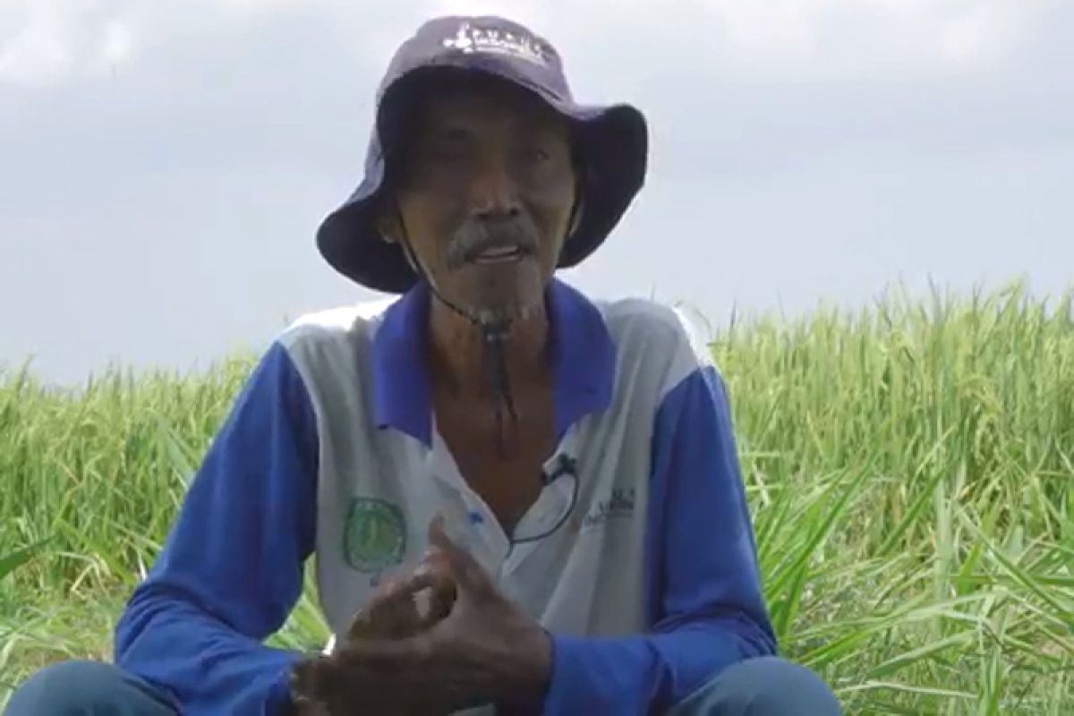 Pupuk Ber-SNI jamin hasil melimpah dan petani makmur