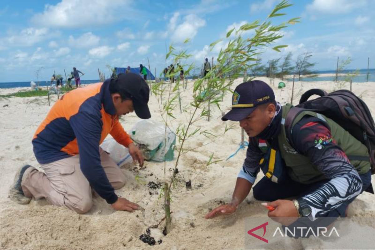 PT Timah Tbk tanam ratusan bambu dan cemara di Pulau Penanas