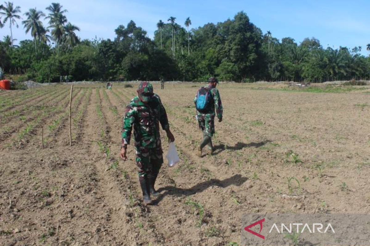 Kodim 0116 Nagan Raya luncurkan gerakan tanam jagung dan singkong