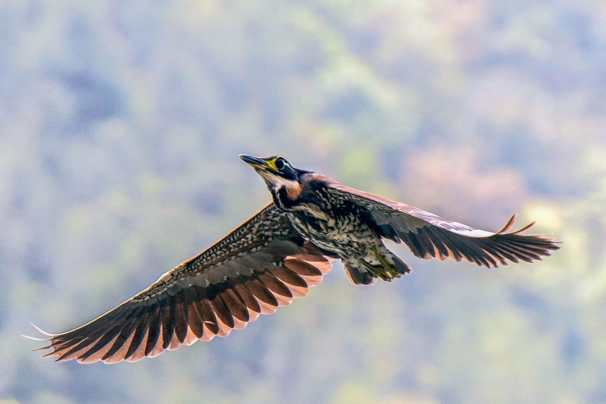 Burung langka dilepasliarkan usai dirawat di Guangdong, China selatan