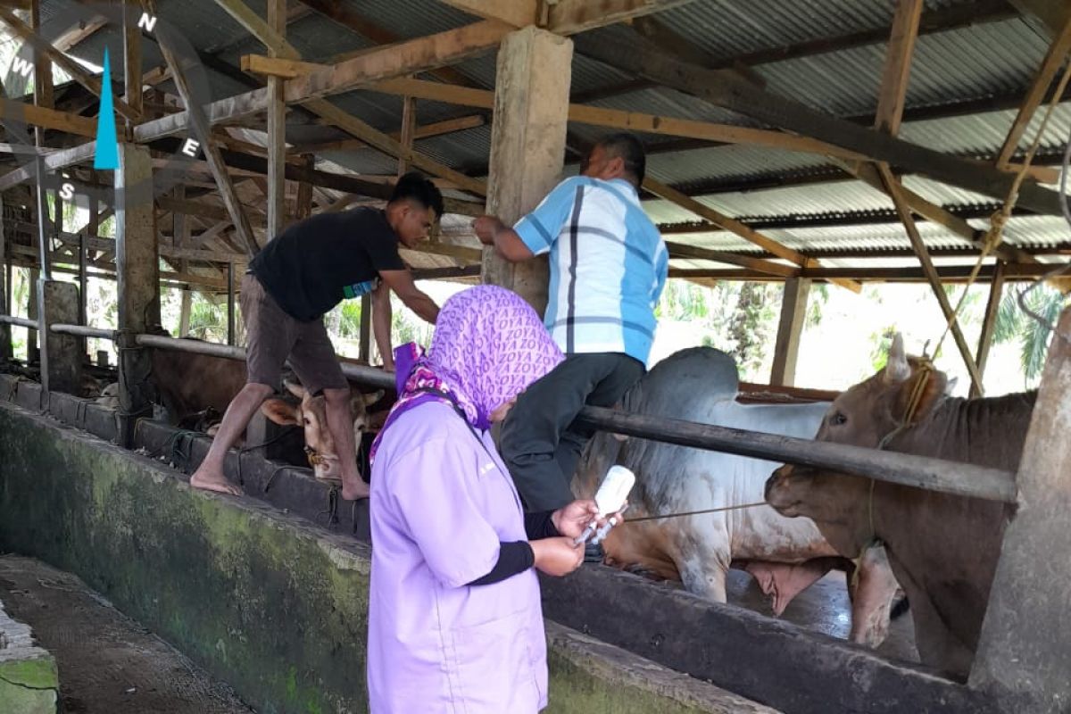 Distan: 5.450 ternak di Mukomuko telah divaksin PMK