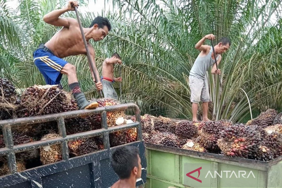 Harga CPO di Jambi kembali menurun, menjadi Rp10.521