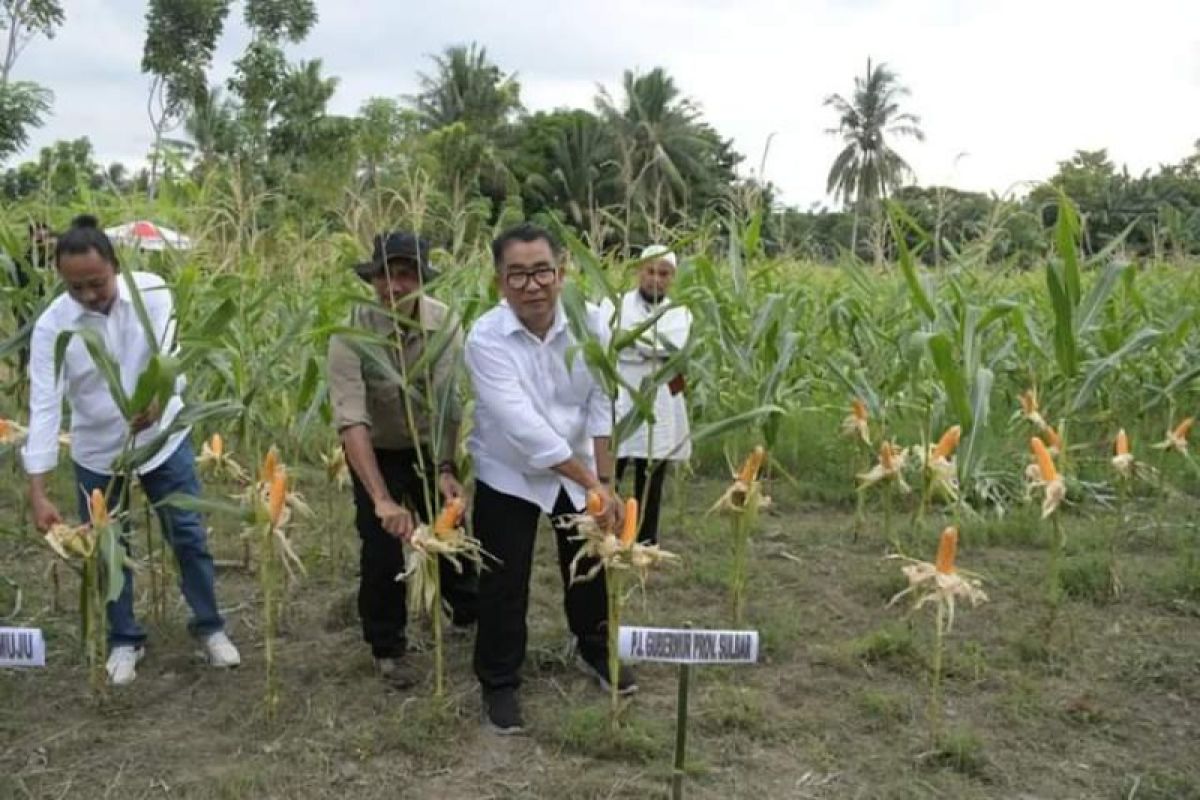 Bapperida Sulbar ingin Jadikan kakao komoditi unggulan bangun ekonomi