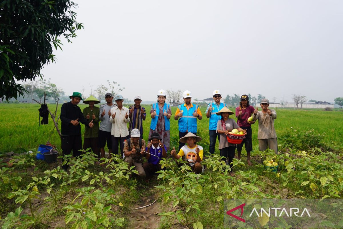 Berkat Program Electrifying Agriculture PLN, Keuntungan Petani Naik 200 Persen