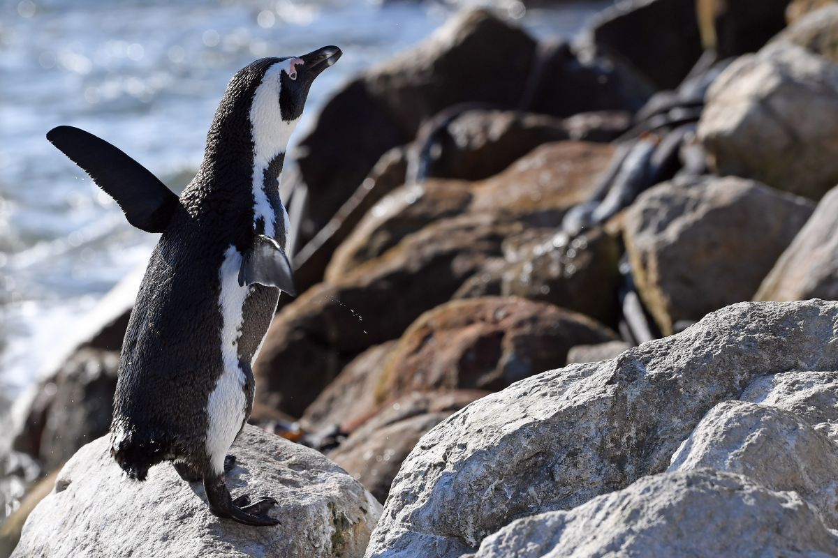 Flu burung ancam koloni penguin di Afrika Selatan