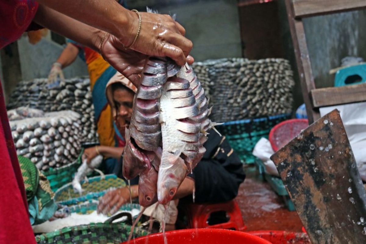 Album Asia: Melihat pemrosesan ikan nasional Bangladesh Hilsa