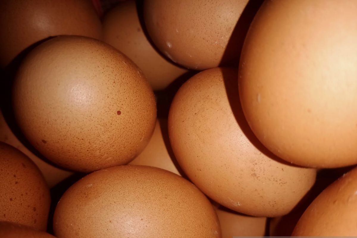 Harga telur ayam ras di Bengkulu masih tinggi
