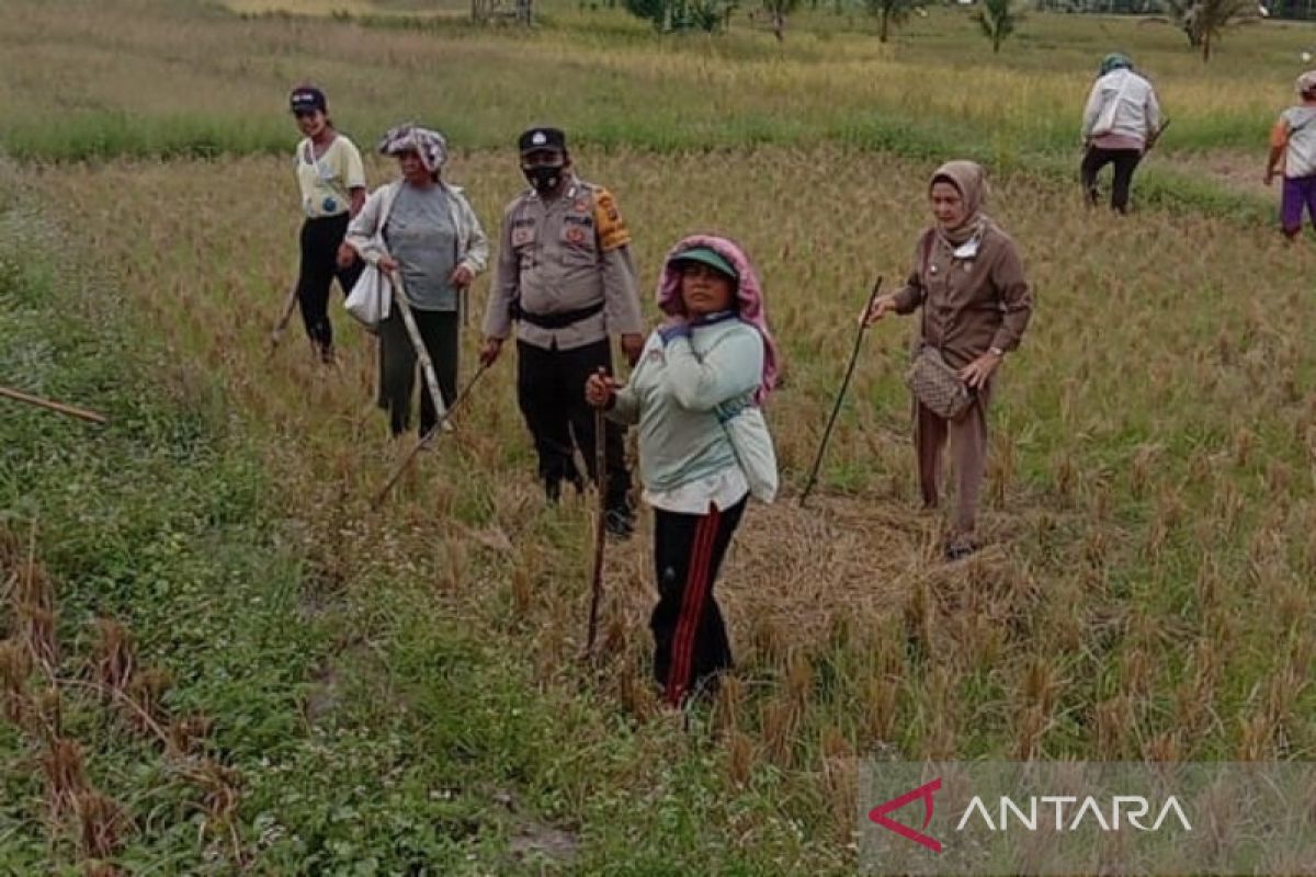 Jelang musim tanam petani Batang Angkola gropyokan  tikus