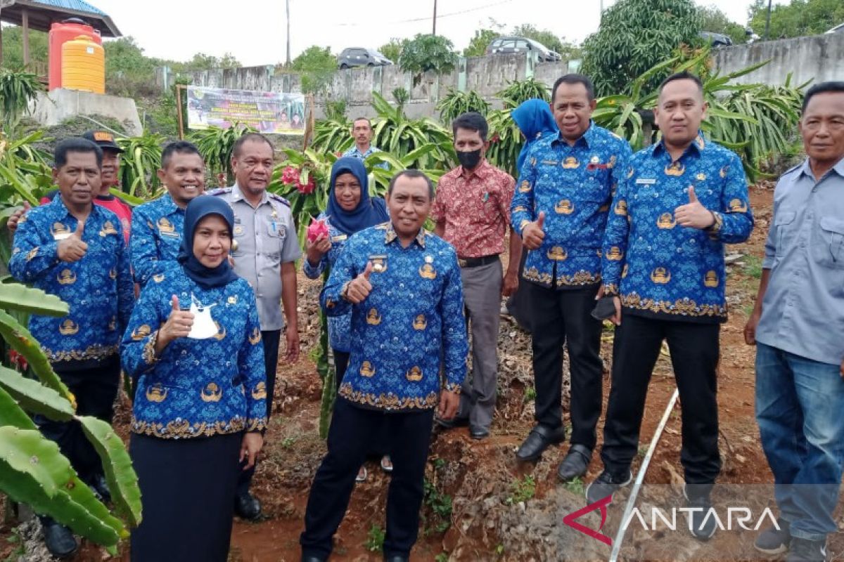 Wali Kota Baubau meminta pengembangan komoditas buah naga di masyarakat