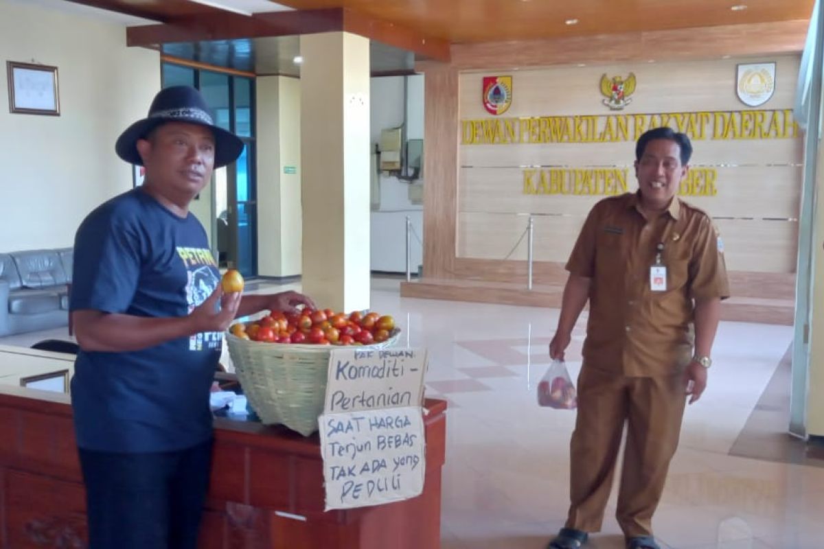 Harga terjun bebas, HKTI Jember bagi-bagi tomat di gedung dewan