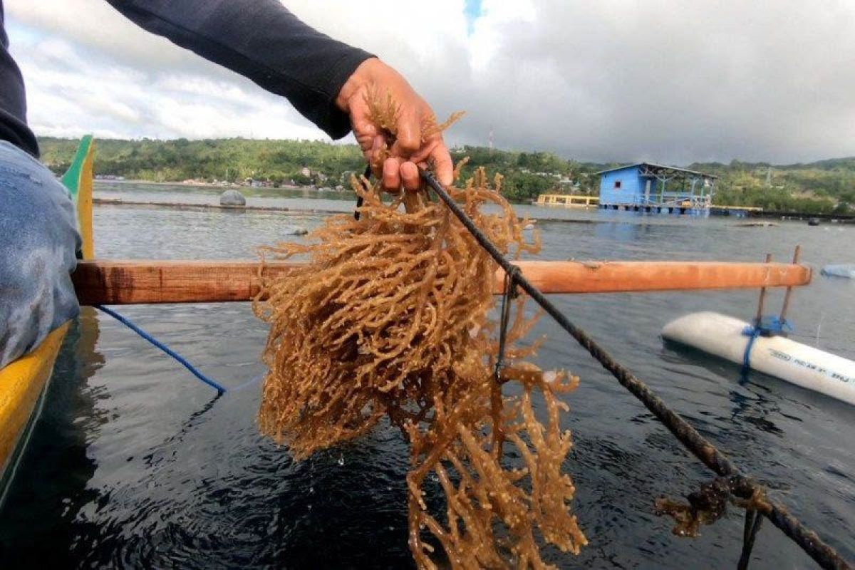 KKP kawal ekspor perdana 52,4 ton rumput laut asal Tarakan, Kalimantan Utara ke Vietnam