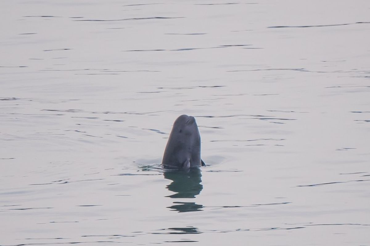 China luncurkan ekspedisi ilmiah lumba-lumba tanpa sirip Yangtze