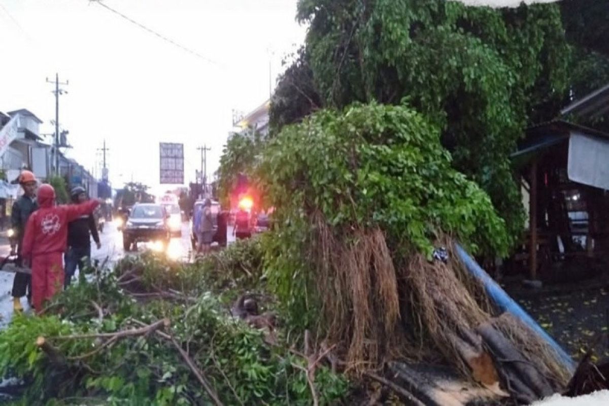 BPBD Gunungkidul memangkas pohon-pohon berpotensi tumbang