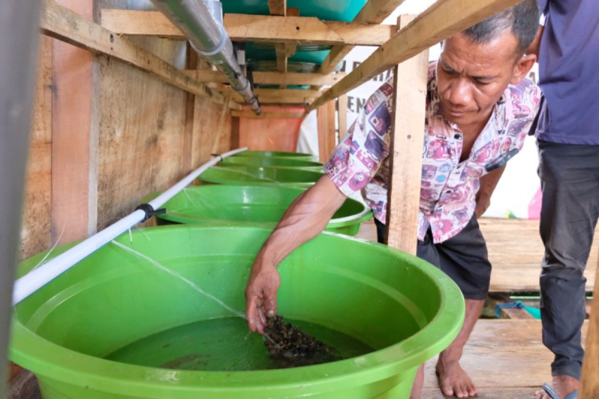 PLN UIP Sulawesi bantu budidaya lobster kelompok nelayan Raha-Baubau