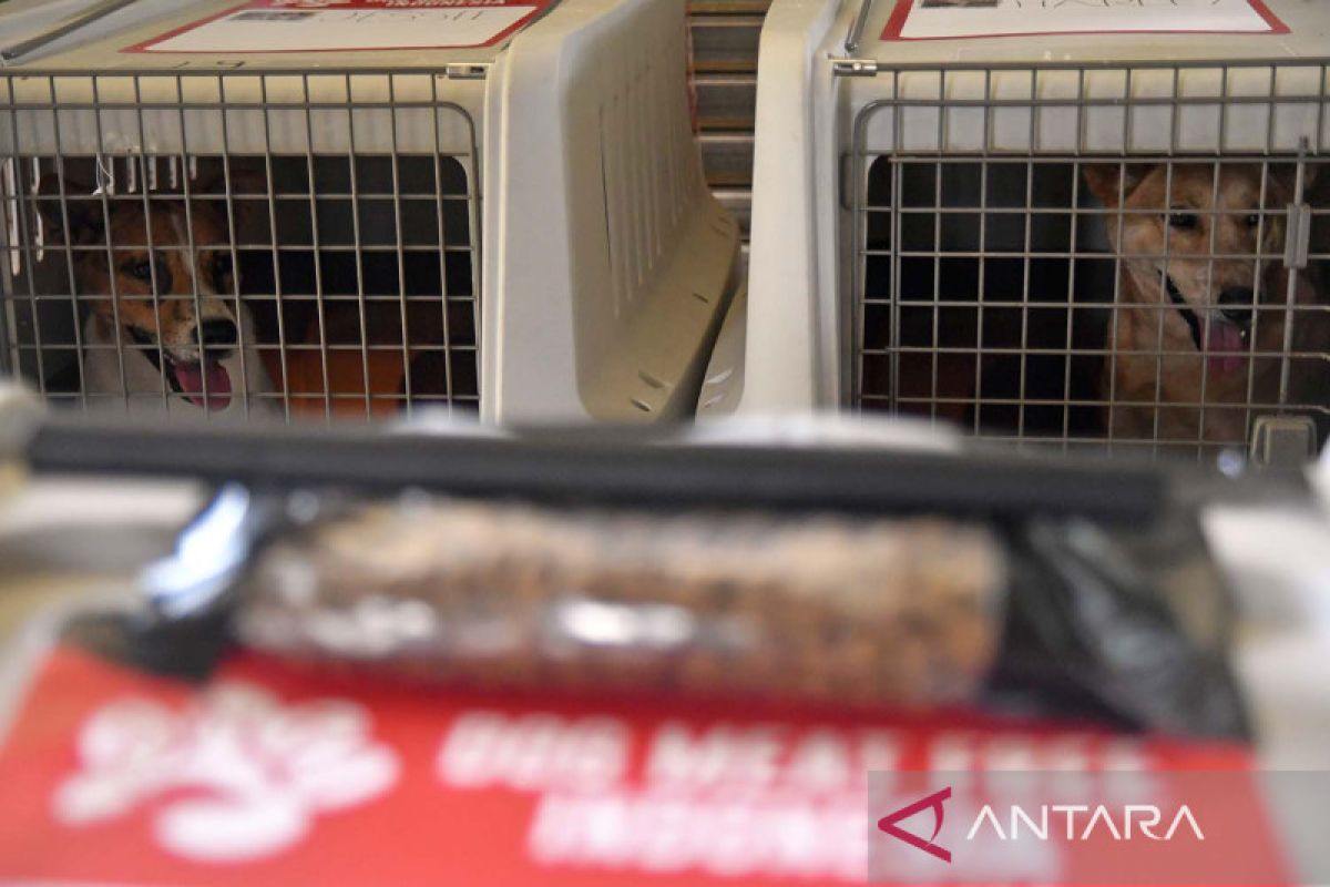 Viral dugaan rumah jagal anjing di Pekanbaru