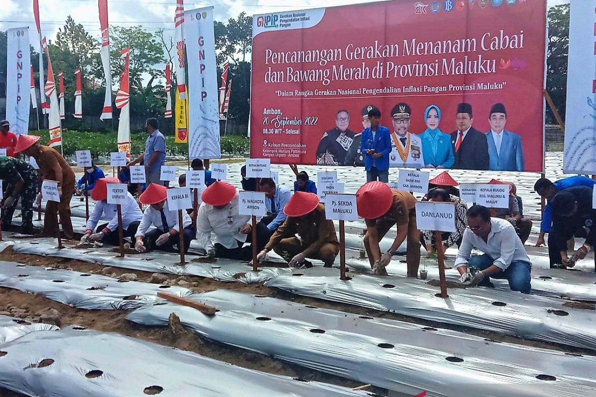 Pemprov Maluku canangkan penanaman serentak cabai dan bawang merah, begini penjelasannya