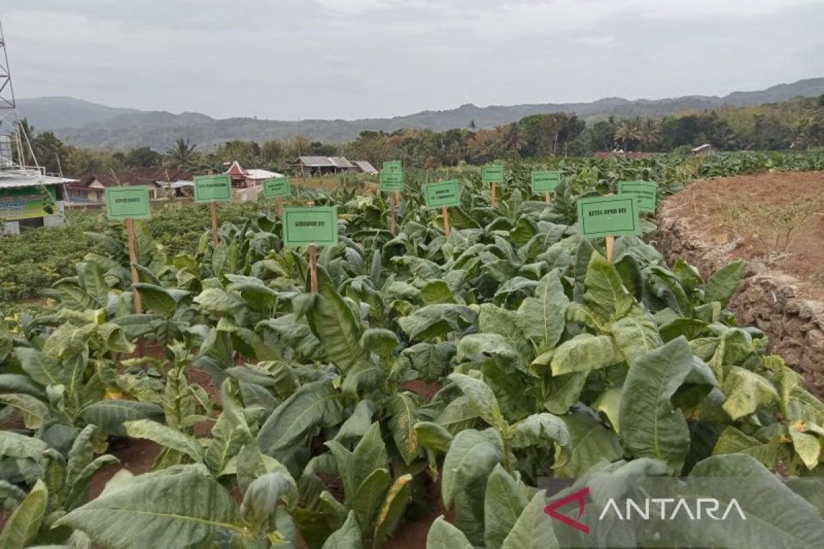 Petani di Kabupaten Bantul tanam tembakau seluas 40 hektare untuk bahan baku cerutu