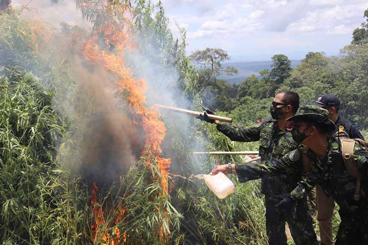 Tim gabungan musnahkan dua hektare ladang ganja di Aceh Besar