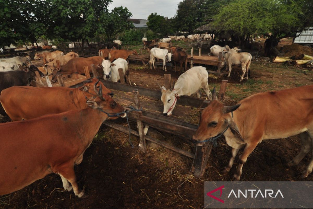 Dinas Peternakan Sulteng sebut 164 ekor sapi terpapar PMK