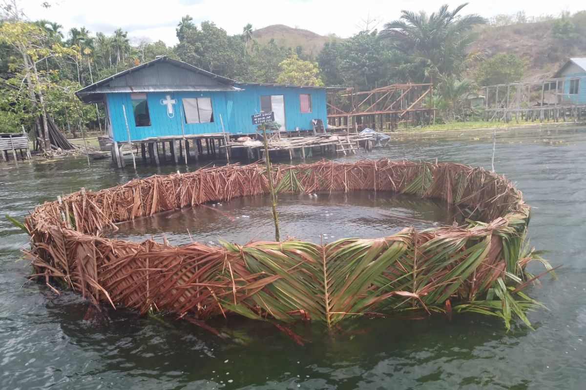 Pemkab Jayapura buat "Bhukere" meningkatkan populasi ikan gabus