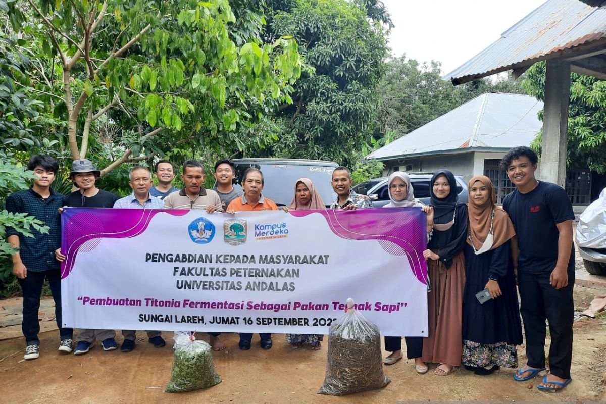 PkM Peternakan Unand, Pemanfaatan Titonia Fermentasi sebagai Hijauan Sumber Protein di Peternakan Sapi Zal Farm Sungai Lareh Padang