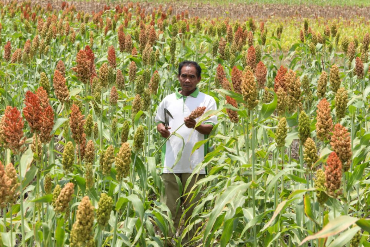 BRIN: Kuasai teknologi produksi sorgum antisipasi krisis pangan