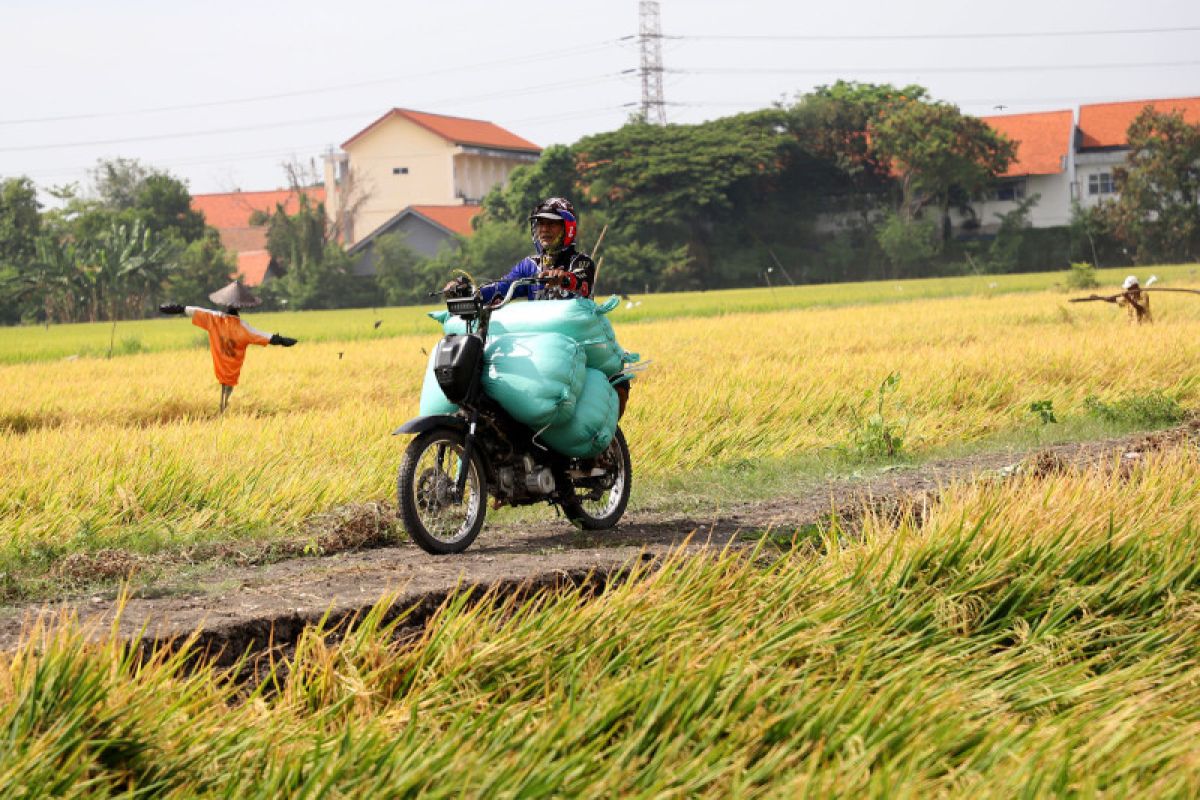 Pengembangan pertanian wujudkan ketahanan pangan di Kota Surabaya
