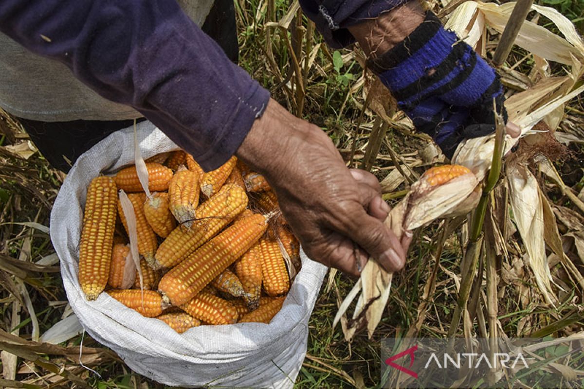 Distan Aceh Tamiang targetkan produktivitas jagung 5-6 ton/hektare