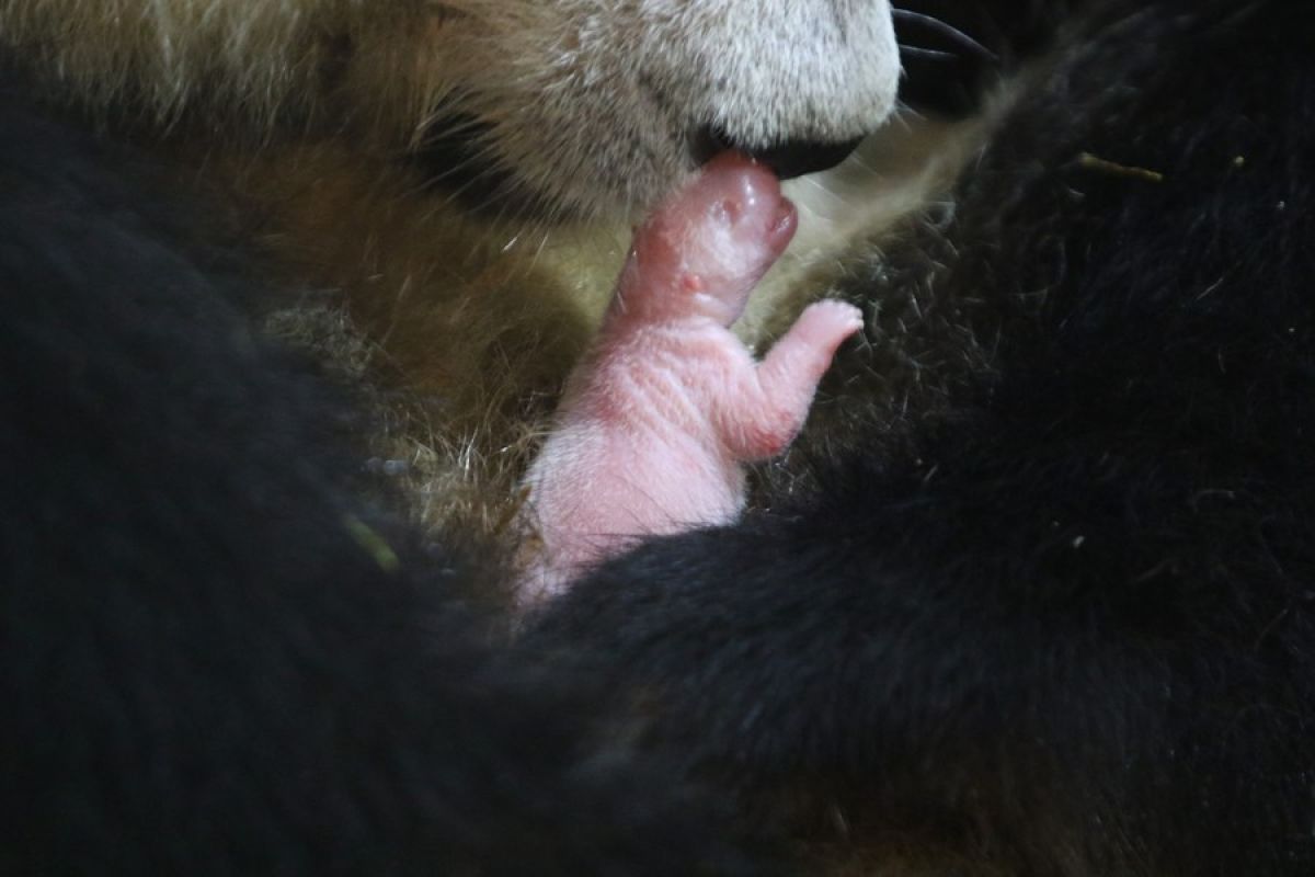 Bayi panda raksasa yang dibiakkan secara artifisial lahir di Shaanxi
