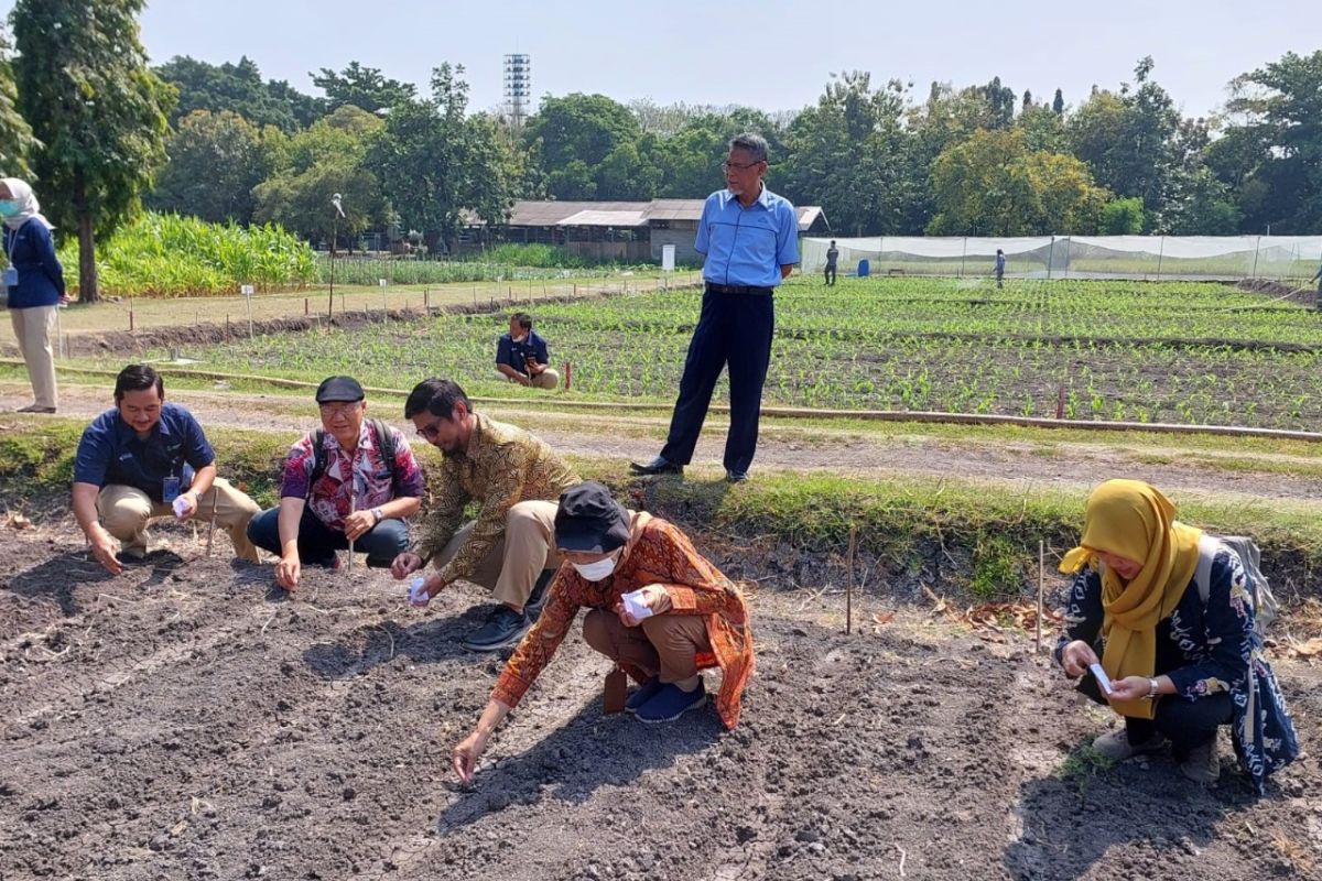 ITS gandeng Unhas-BRIN-Petrokimia Gresik kembangkan sorgum unggul