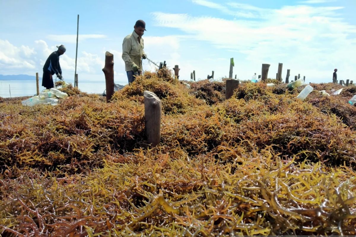 Government preps for development of 4 seaweed industrialization zones