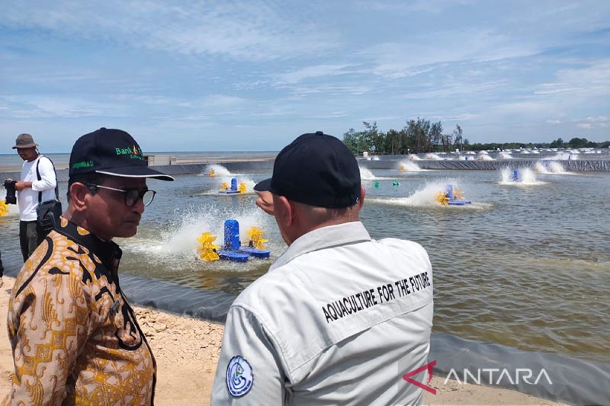 16 hektare tambak di Aceh Timur jadi program budi daya udang milenial