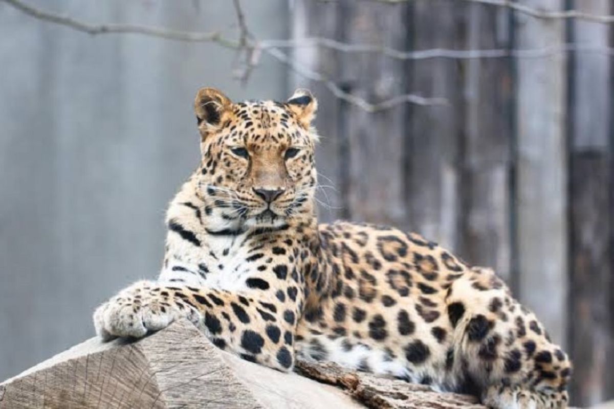 Indonesia begins population survey to track more Javan leopards