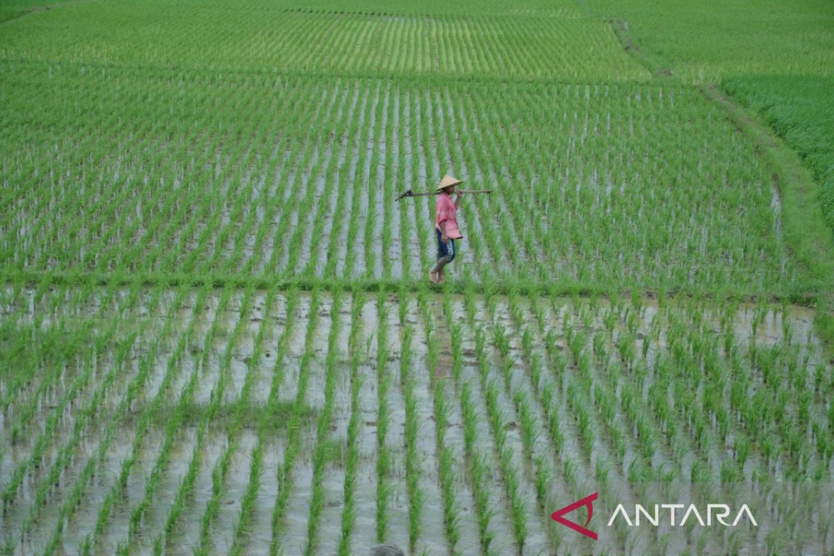 Pemkab Bekasi komitmen jaga swasembada pangan dengan jaga luas sawah